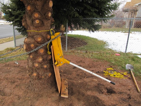 Floor jack up a tree