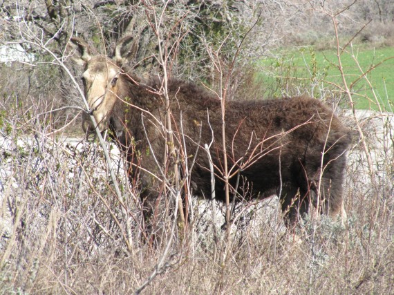 North Fork Park moose