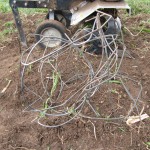 Tomato cage caught in the tiller