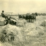Boise Valley wheat field