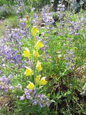 Shepard Creek Trail flowers