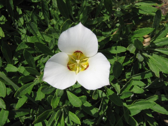 Shepard Creek Trail sego lily