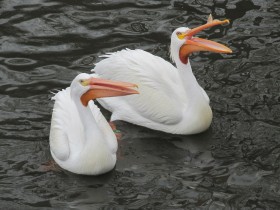 A pair of American White Pelicans