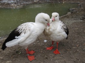 Andean Geese