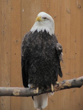 Bald Eagle