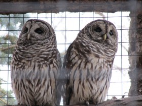 Barred Owl