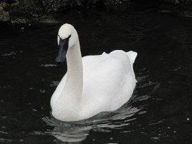 Beautiful Trumpeter Swan