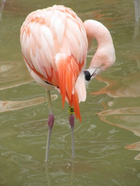 Chilean Flamingo