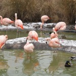 Chilean Flamingos at Tracy Aviary