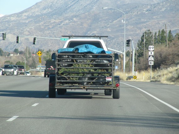 Davis County windstorm cleanup