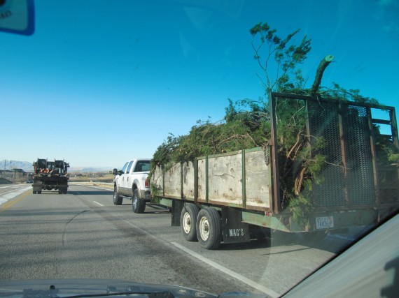 Davis County windstorm cleanup