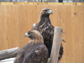 Golden Eagle