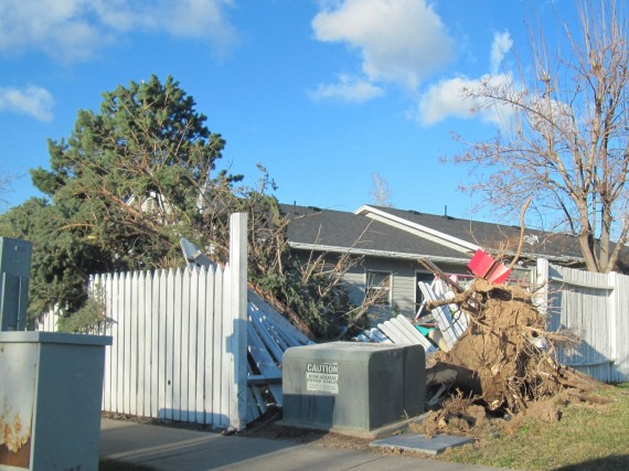 Kaysville windstorm downed fence by tree