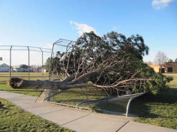 Kaysville windstorm downed fence by tree