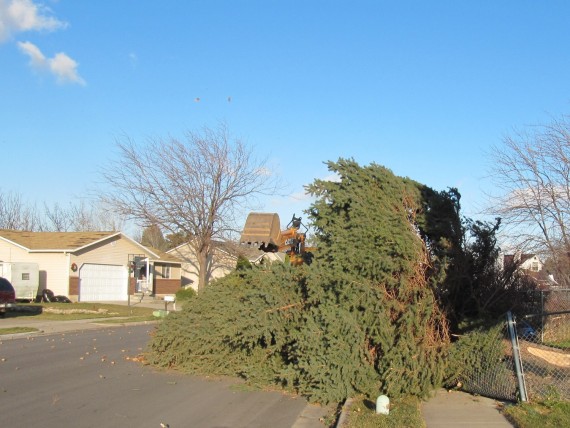 Kaysville windstorm downed fence by tree