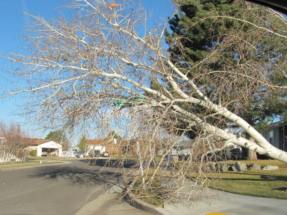 Kaysville windstorm downed tree