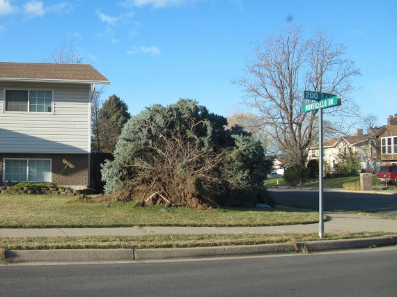 Kaysville windstorm downed tree