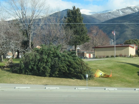 Kaysville windstorm downed tree