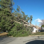 Kaysville_windstorm_downed_tree Kaysville_windstorm_downed_tree