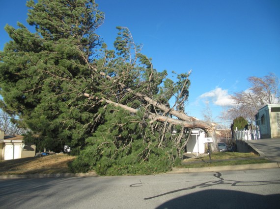 Kaysville windstorm downed tree