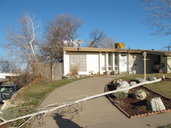 Kaysville windstorm downed tree