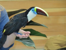 Keel-billed Toucan