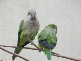 Monks Parakeet