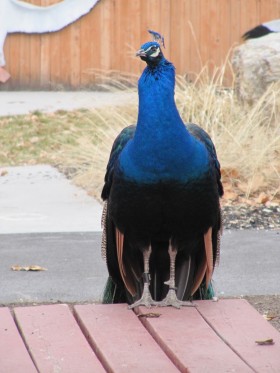 Peacock