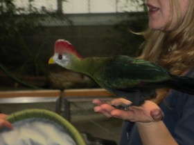 Red-crested Turaco