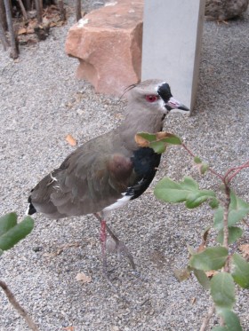 Southern Lapwing